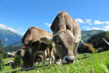 Власти Нидерландов запустили программу по сокращению поголовья скота